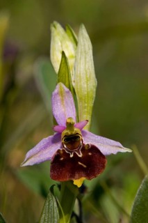 Late spider orchid