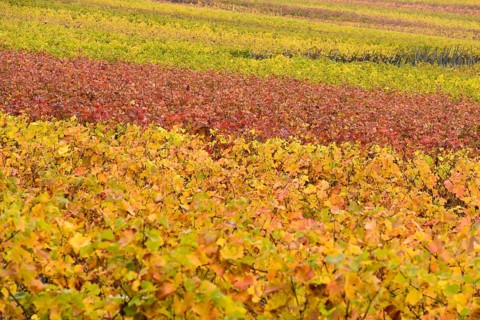 Vineyards