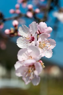 Almond