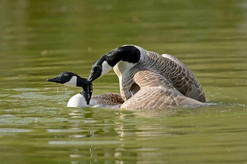 Canada Goose