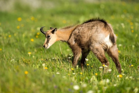 Chamois