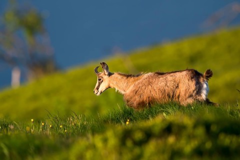 Chamois