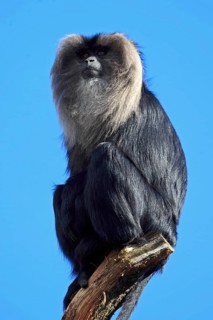 Lion tailed macaque