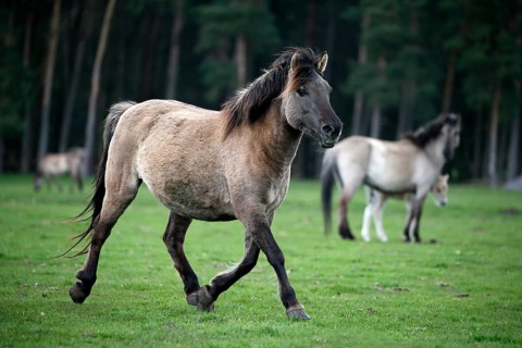 Wild Horse Duelmen