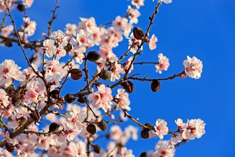 Almond tree