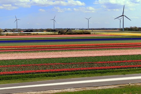Blooming tulip field near Alkmaar