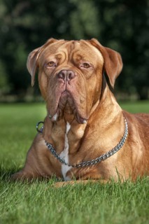 Dogue de Bordeaux