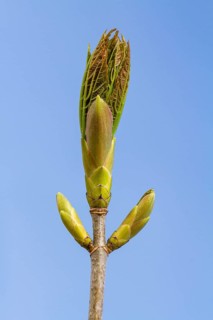 Sycamore maple maple