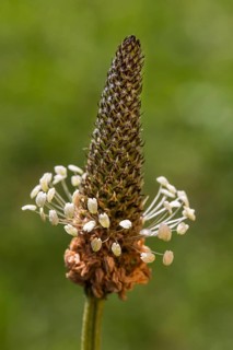 Ribwort plantain