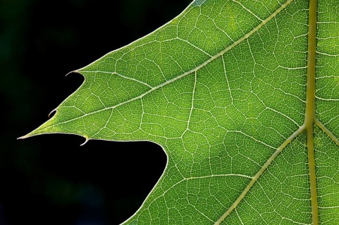 Leaf