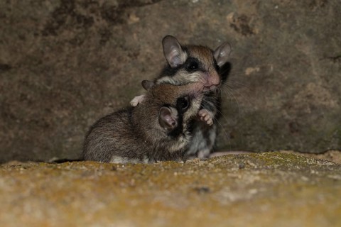 Two garden dormice