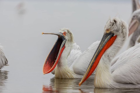 Dalmatian pelican
