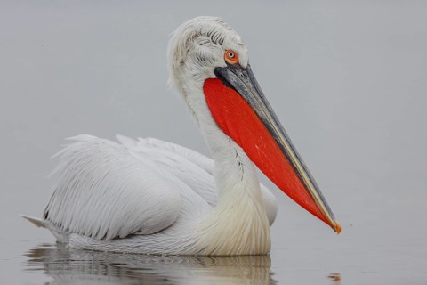 Dalmatian pelican