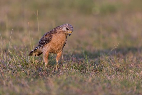 Red-shouldered hawk