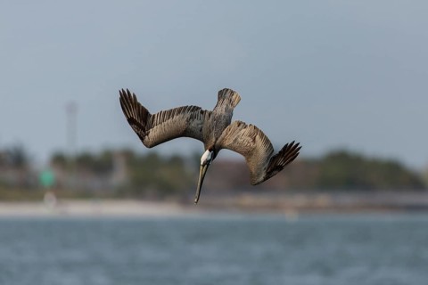 Brown Pelican
