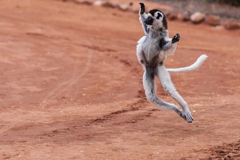 Verreaux's sifaka
