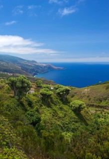 Dragon trees on the north coast of La Palma