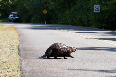 Beaver crossing a North American beaver