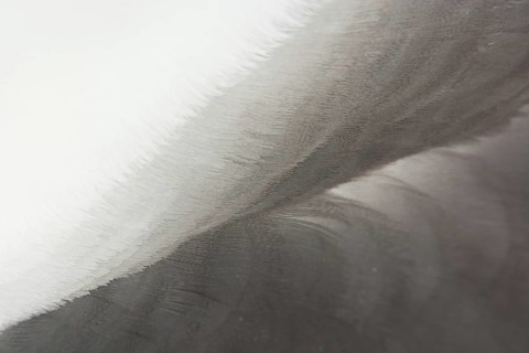Black-browed Albatross