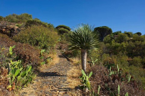 Dragon tree on the north coast