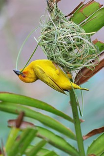 Eastern Golden Weaver