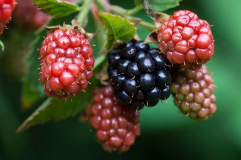 Blackberry