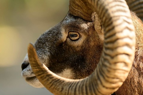 Argali