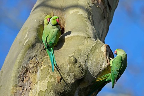 Rose-ringed Parakeet