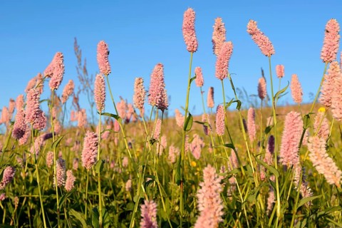 Meadow knotweed