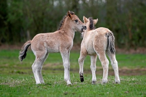 Wild Horse Duelmen