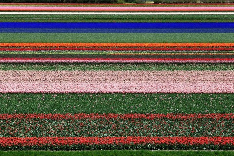 Blooming tulip field near Alkmaar