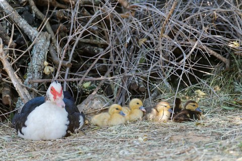 Ducklings with mother