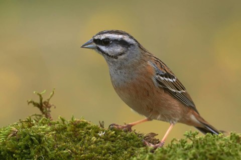 Rock Bunting