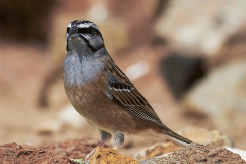 Rock Bunting