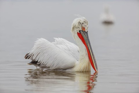 Dalmatian pelican