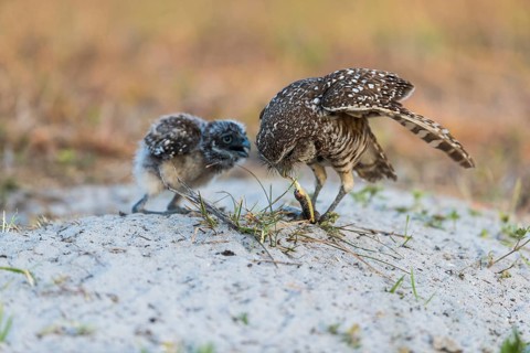Burrowing owl