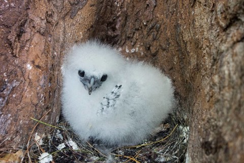 White-tailed tropicbird