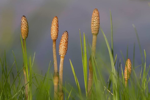 Field Horsetail