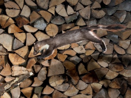 Beech marten