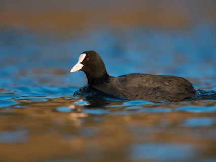 Common coot