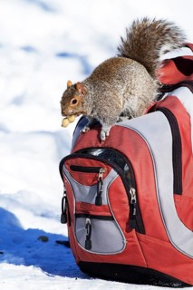 Eastern grey squirrel looking for peanuts in a backpack