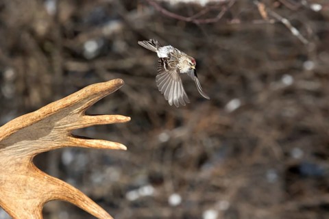 Redpoll Siskin