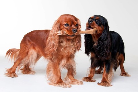 Cavalier King Charles Spaniel