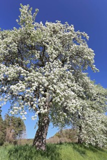 Birnbaum