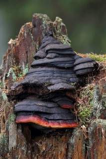 Rotrandiger Baumschwamm