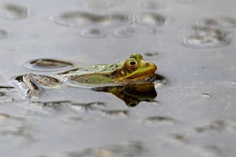 Water frog