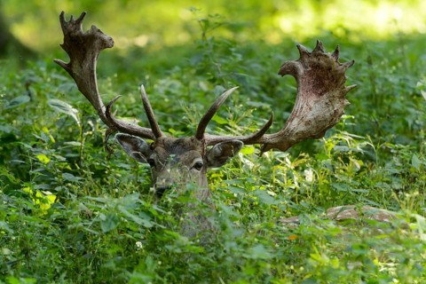 Manchurian sika deer