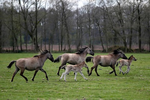 Wild Horse Duelmen