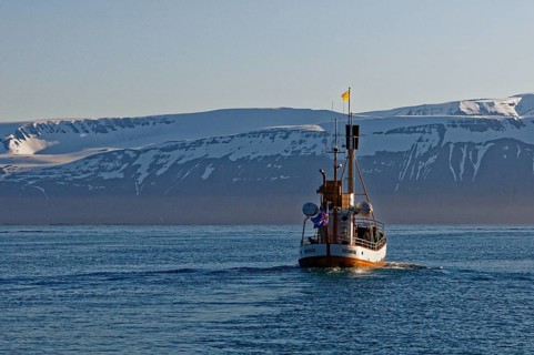 Old fishing boats are used for whale-watching