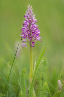 Military Orchid